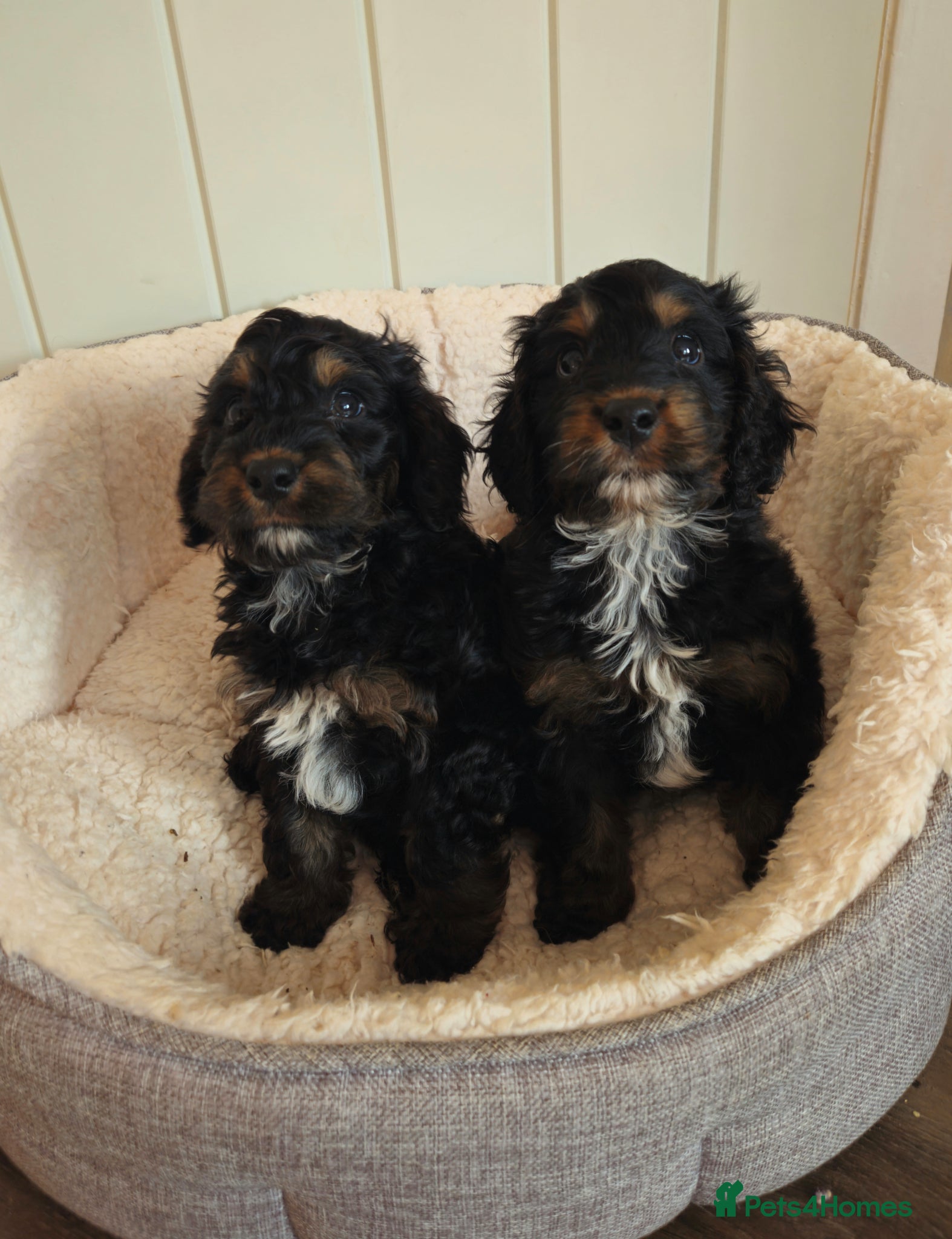 Cockapoo dogs licensed breeder, 2 boys available for loving home - Advert 1