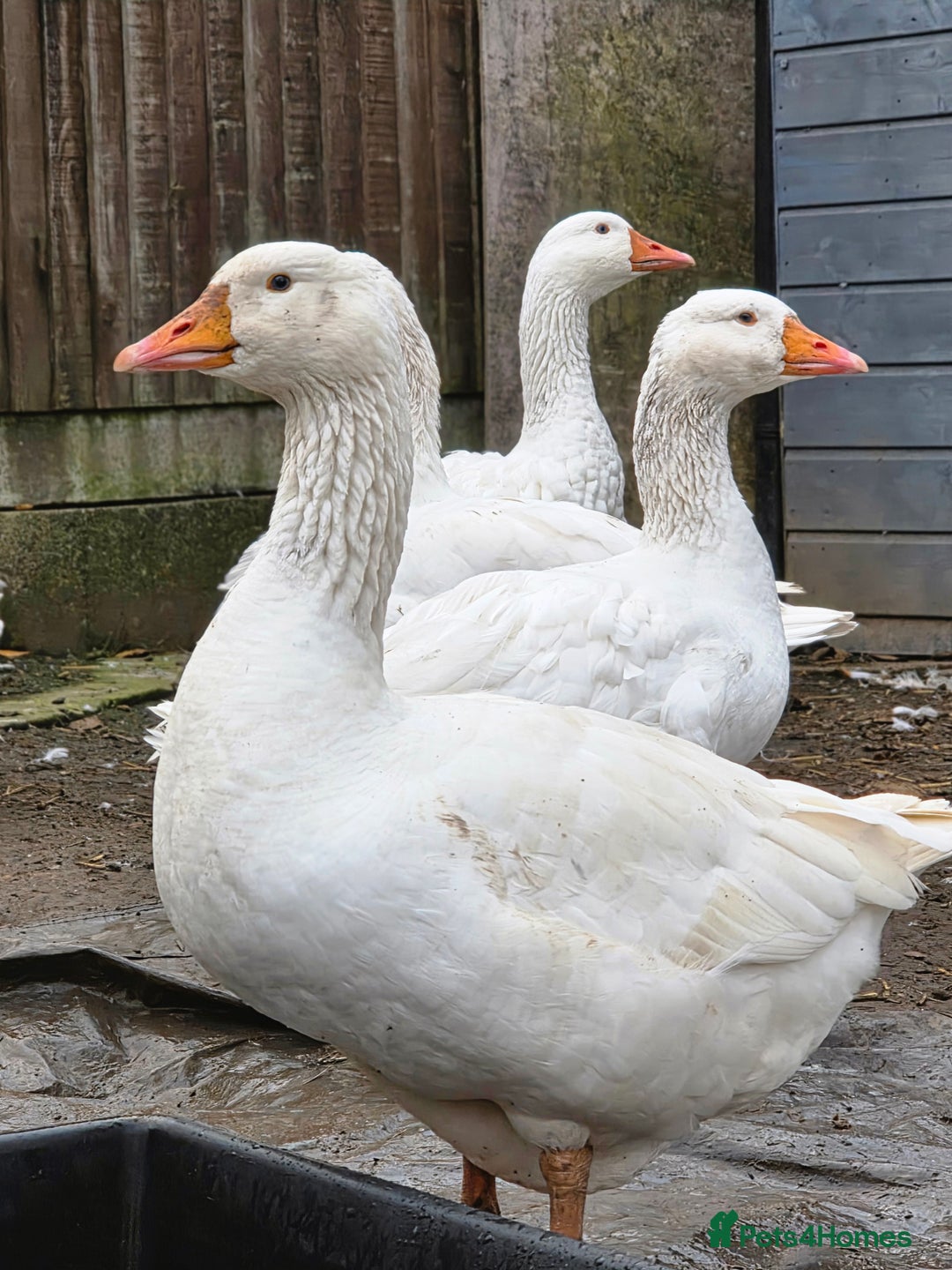 Geese poultry for sale: Sebastopol Ganders - Image 4