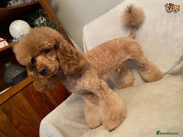 Poodle dogs for stud in Spennymoor - Advert 2