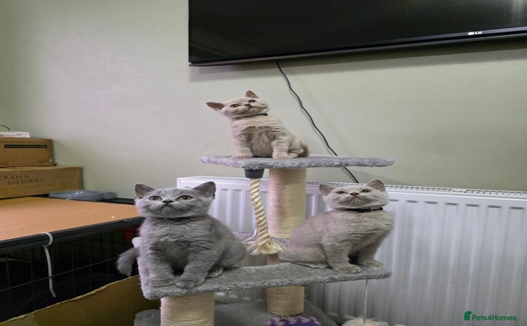 British Shorthair cats - Advert 3
