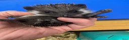 Pygmy Hedgehog rodents for sale: Stunning tame babies ready with/without set up  - Advert 10
