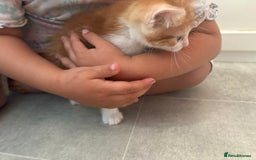 Mixed Breed cats for sale: Last Tabby boy kitten  - Image 9