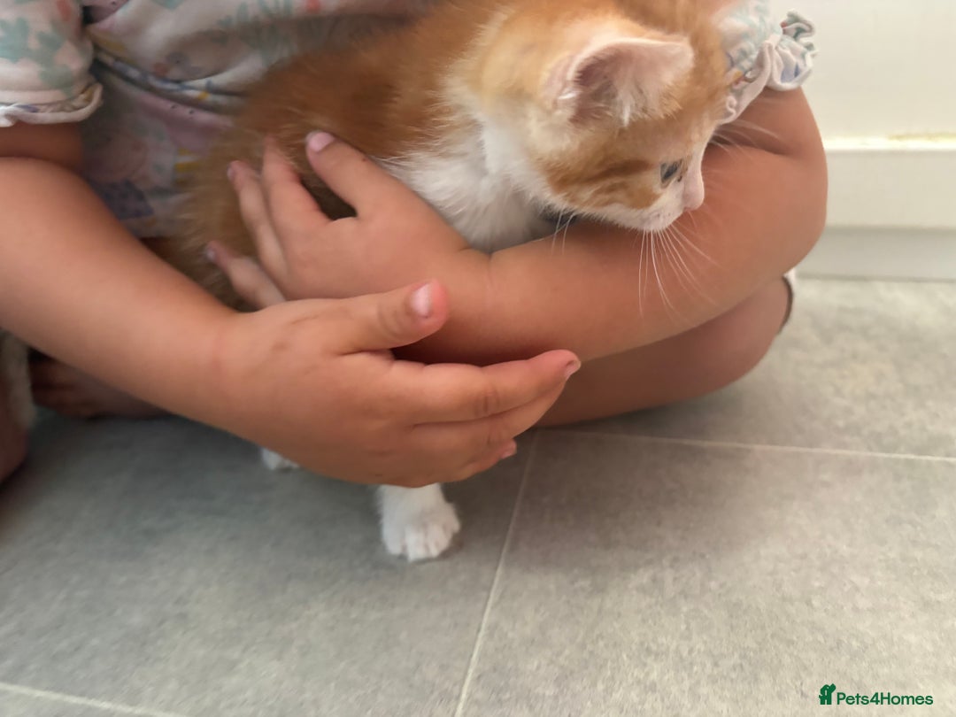 Mixed Breed cats for sale: Last Tabby boy kitten  - Image 9