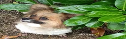 Mixed Breed dogs for sale: Exceptional Papillon × Mittel Spitz Puppies in Wisbech - Advert 2