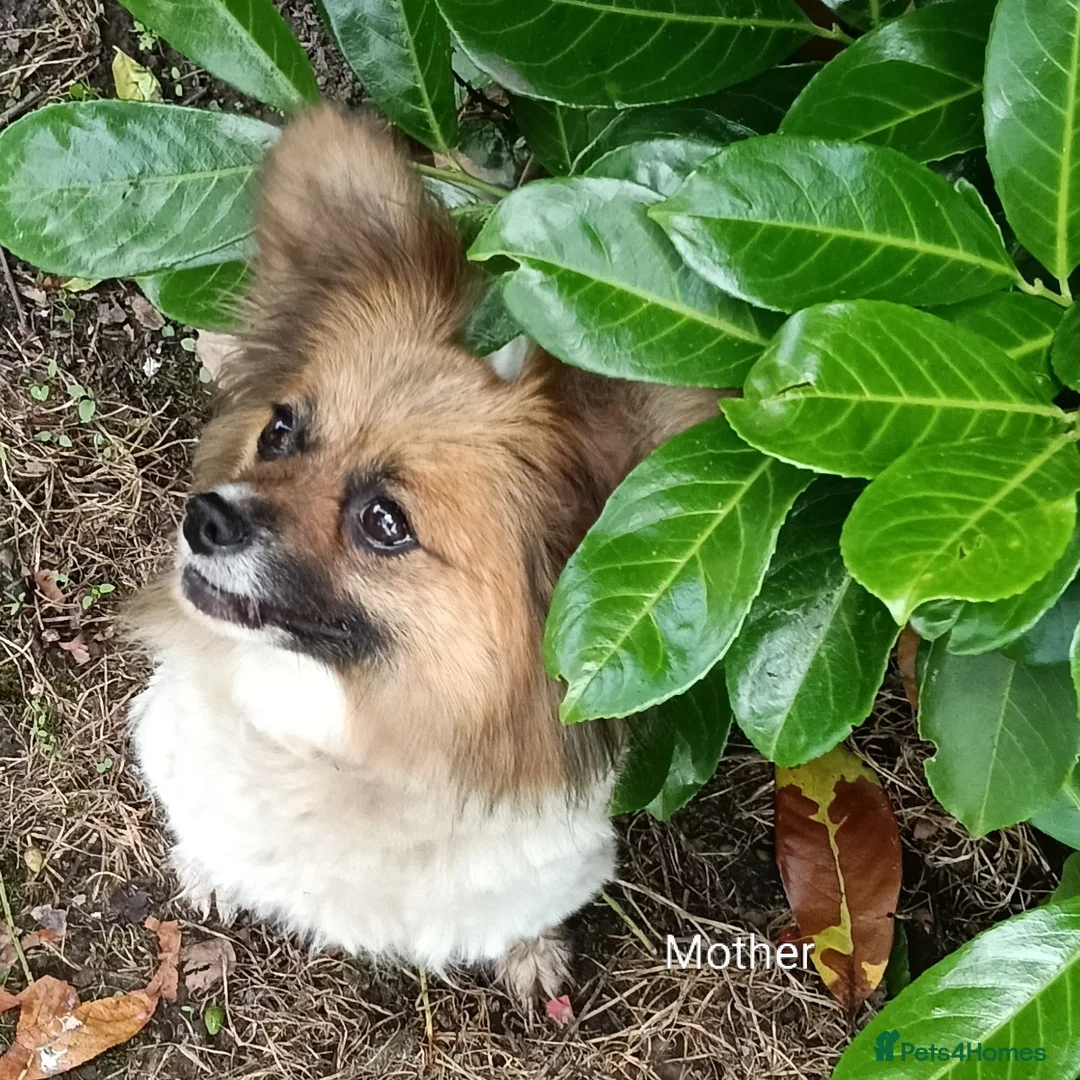 Mixed Breed dogs for sale: Exceptional Papillon × Mittel Spitz Puppies in Wisbech - Advert 2