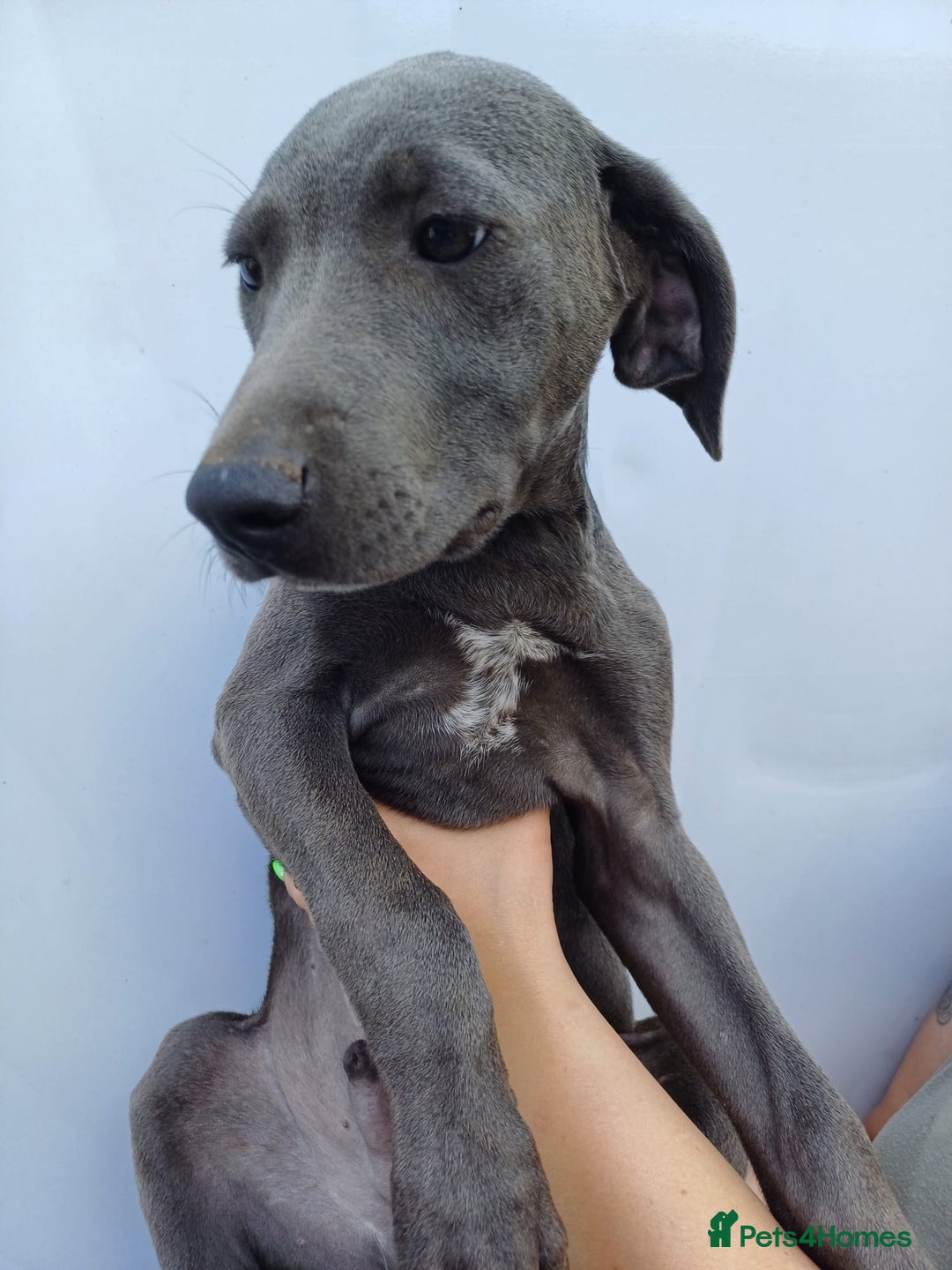 Mixed Breed dogs for sale: Texas Lacy Game Dogs - Image 3