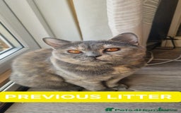 British Shorthair cats for sale: British Shorthair kittens - Image 23