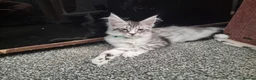 Maine Coon cats for sale: LAST 2 BEAUTYFULL KITTENS Tica Reg.!! - Advert 15