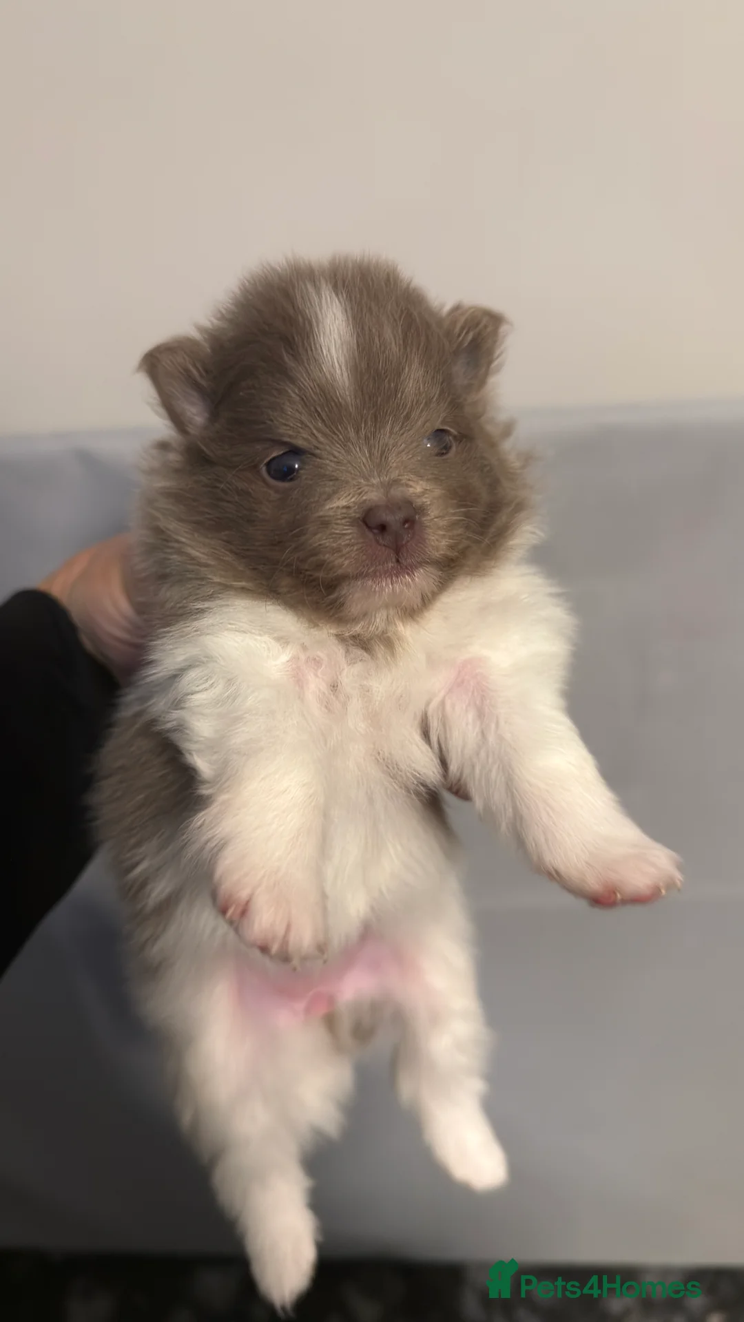 Pomeranian dogs for stud: PROVEN STUD KC RUSSIAN CHAMPION LINES POMERANIAN  in Tiverton - Advert 17