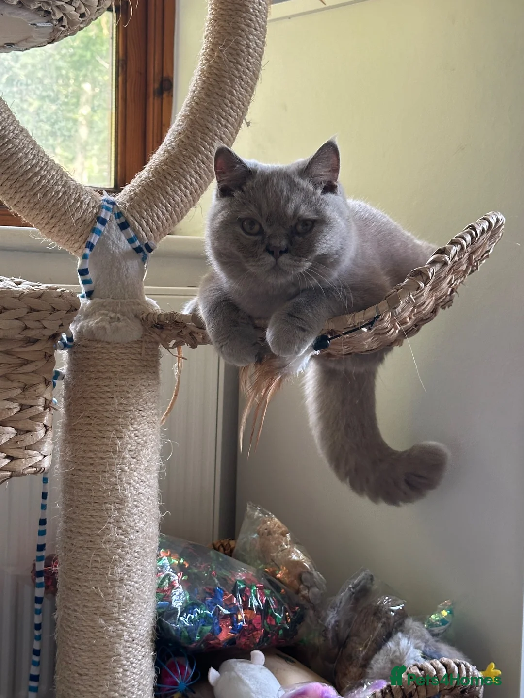 British Shorthair cats for sale: Lilac Male BSH Kitten  - Advert 1