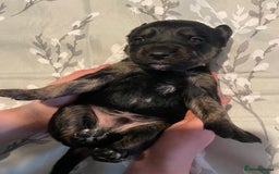 Mixed Breed dogs for sale: Sprollies - Image 17