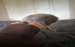British Shorthair cats for sale: Are you interested ?  - Image 1
