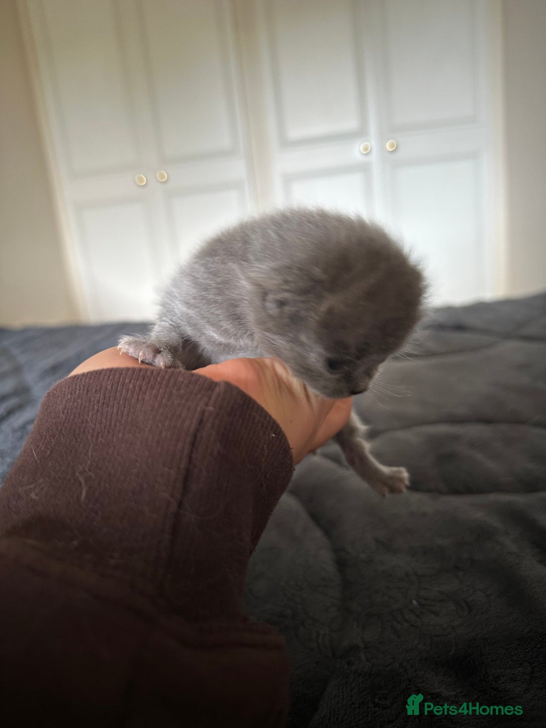 British Shorthair cats for sale: Are you interested ?  - Image 1