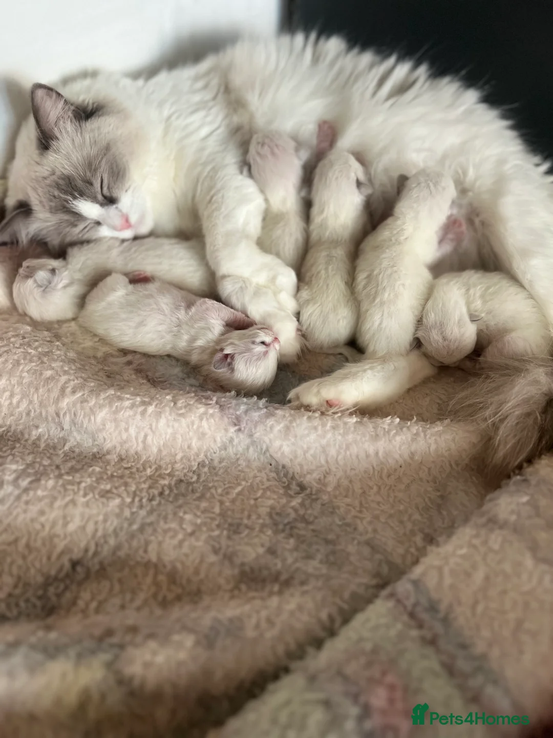 Ragdoll cats for stud: G.Champion✅GCCF/TICA Reg✅FIV/FELV/DNA✅Ragdoll stud in London - Advert 22