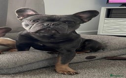 French Bulldog dogs for sale: 💙🐾French Bulldog for Sale🐾💙 - Image 3