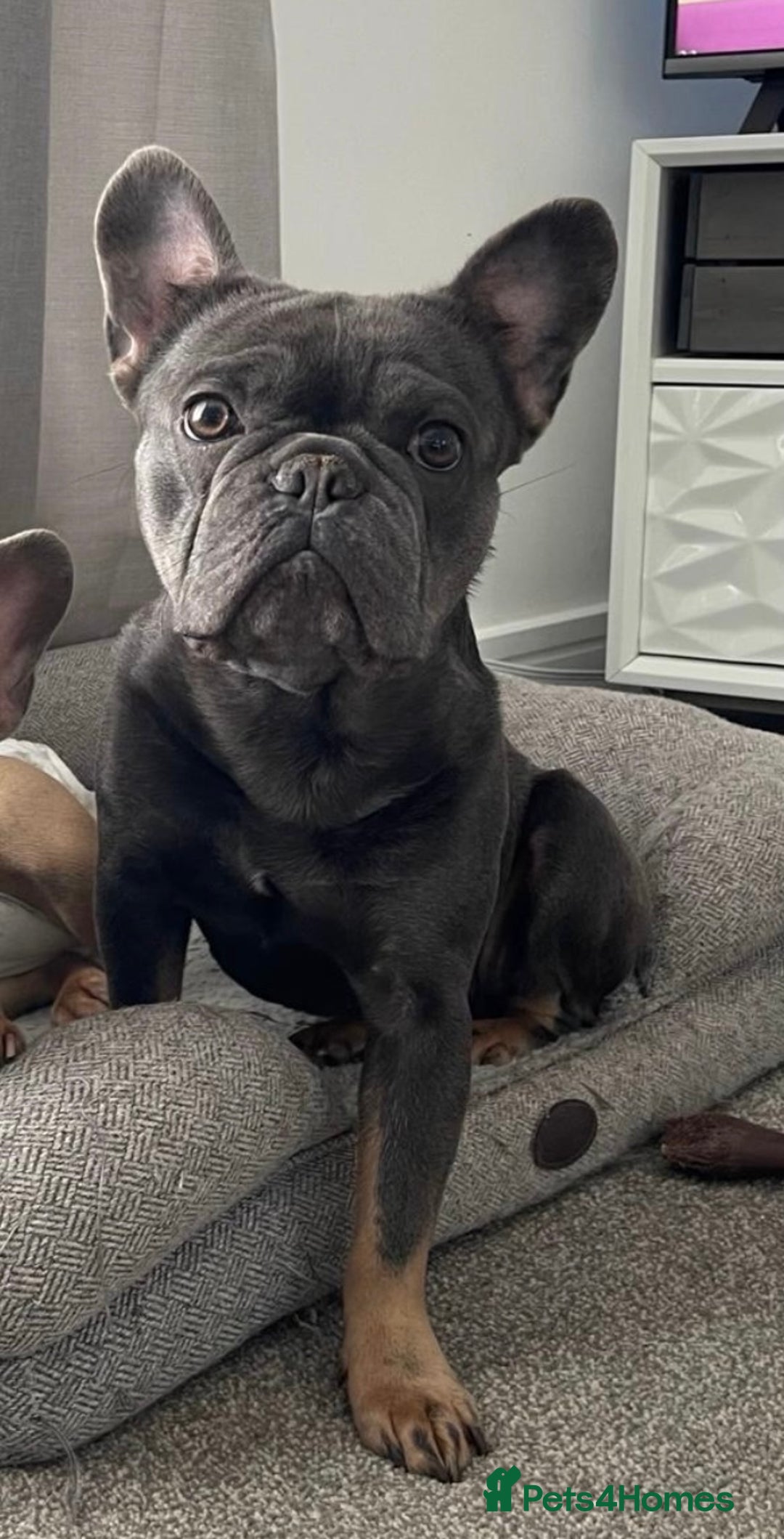 French Bulldog dogs for sale: 💙🐾French Bulldog for Sale🐾💙 - Image 3
