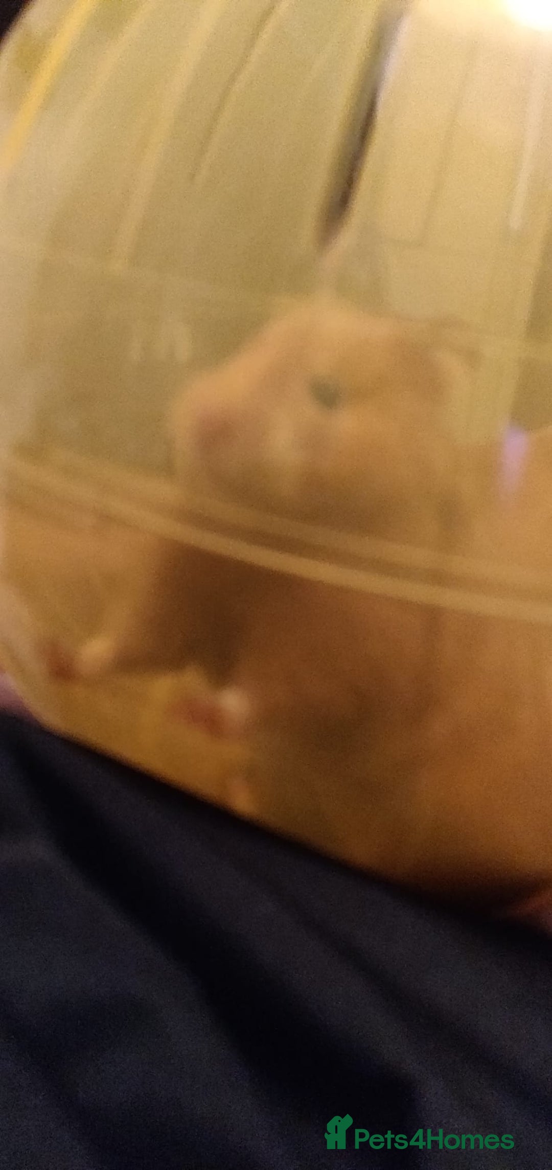 Hamster rodents for sale: Ginger Hamster needing a loving home - Advert 3