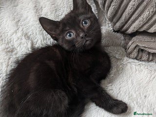 Domestic Shorthair cats - Advert 37