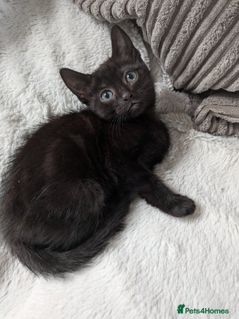 Domestic Shorthair cats - Advert 24