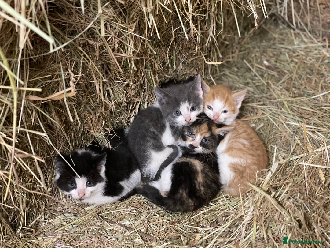 Mixed Breed cats for sale: Vaccinated health checked stunning Kittens - Advert 4