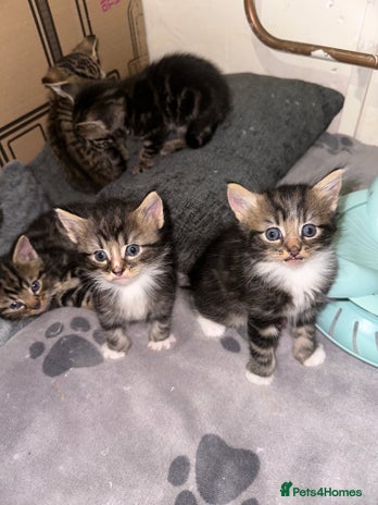 Mixed Breed cats - Advert 1