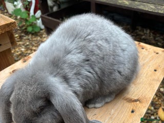 French Lop rabbits French lops - Advert 2