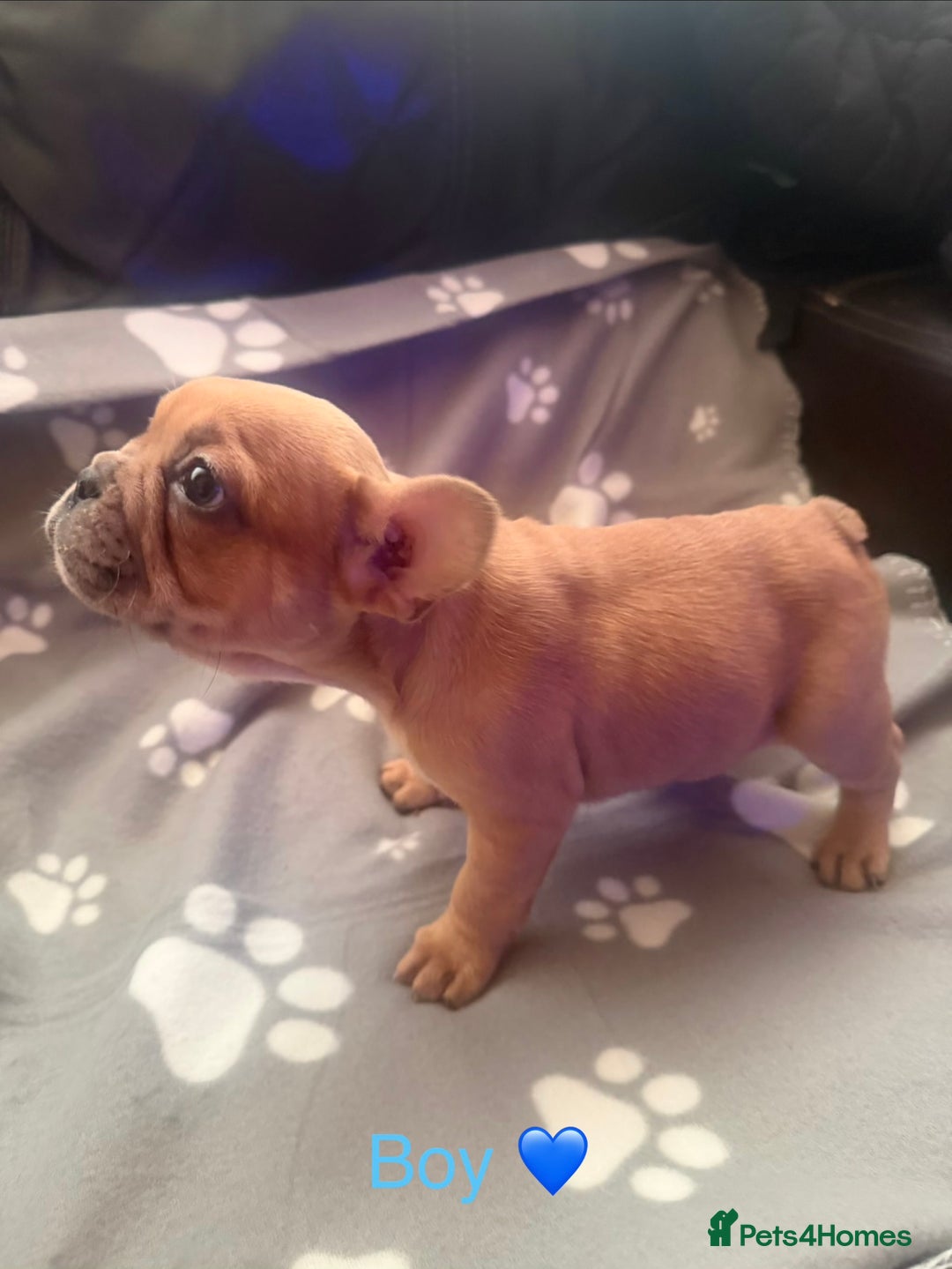 French Bulldog dogs for sale: Beautiful French Bulldog puppies for sale  - Image 2