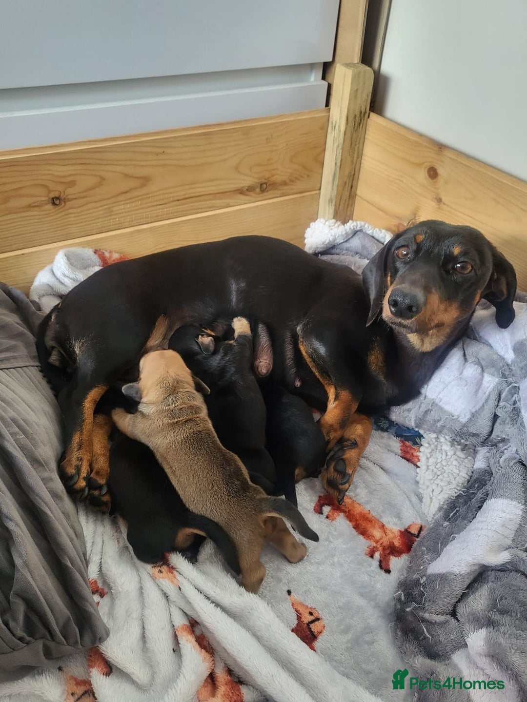 Miniature Dachshund dogs for sale: Miniature dashshund - Advert 5