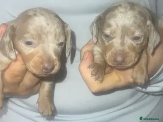 Miniature Dachshund dogs Isabella silver dapple miniature Daschound puppy’s - Advert 2