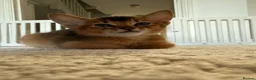 Abyssinian cats for sale: TICA Registered Abyssinian Kittens - Advert 8