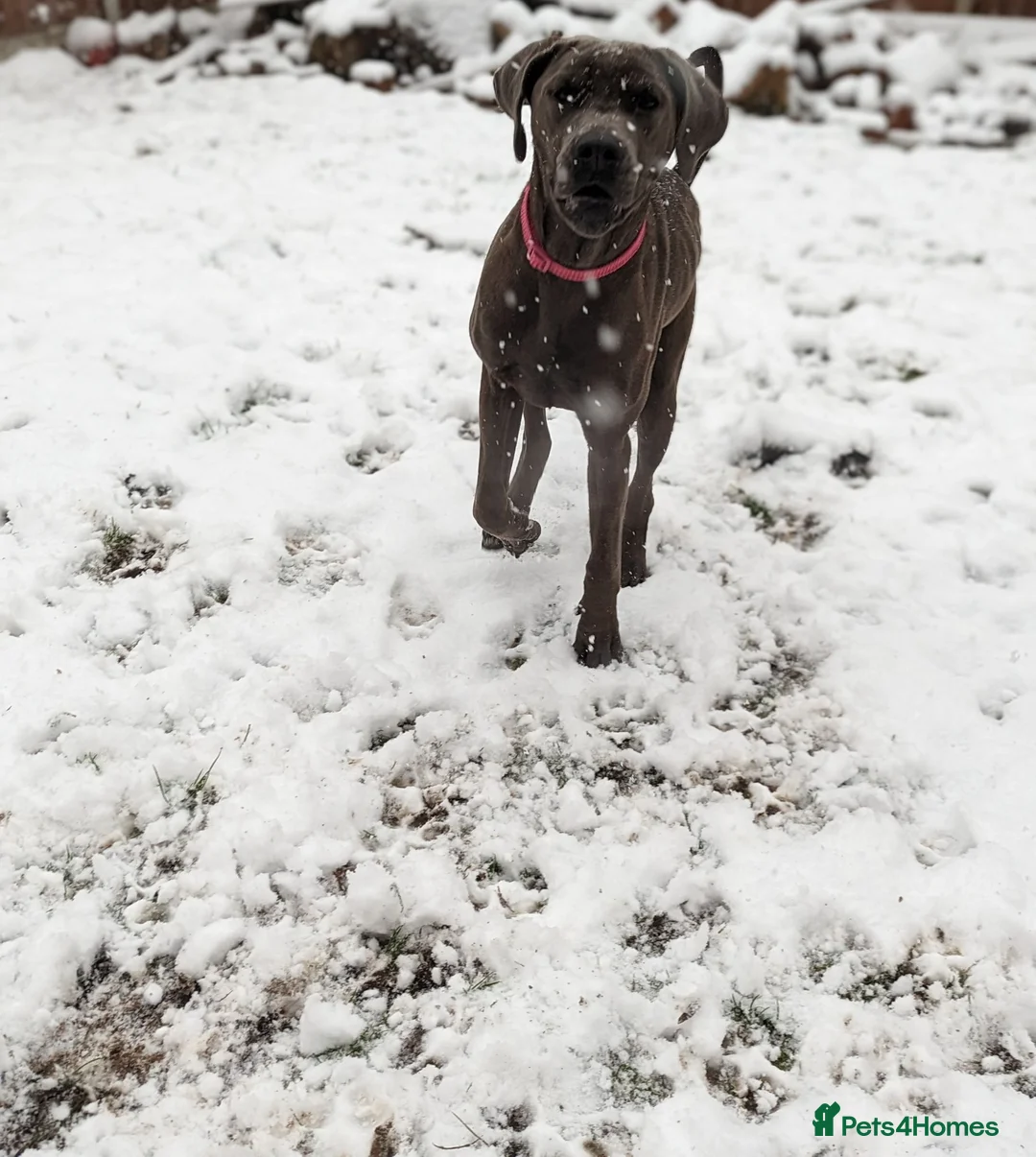 Mixed Breed dogs for sale: Beautiful bandog cross - Advert 8