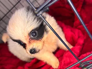 Pomchi dogs Pomeranian x chihuahua - Advert 5