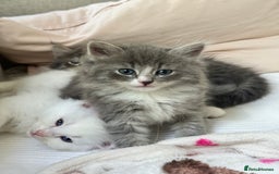 Siberian cats for sale: Siberian Hypoallergenic Kittens  - Image 4