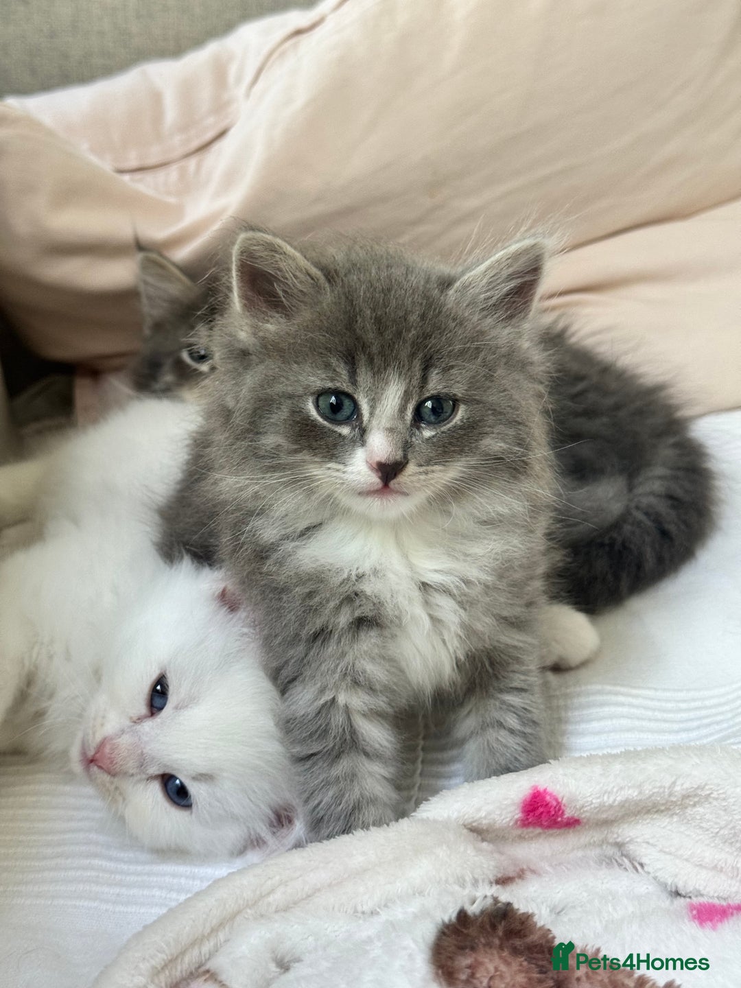 Siberian cats for sale: Siberian Hypoallergenic Kittens  - Image 4