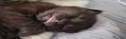 Mixed Breed cats for sale: 8 week old black half maine coone half tabby in Welwyn Garden City - Advert 20