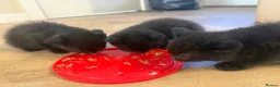 British Shorthair cats for sale: 3 baby girl British short hair kittens in Sheffield - Advert 6
