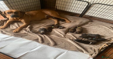 Mixed Breed dogs - Advert 9