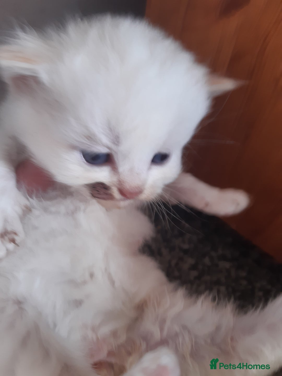 Persian cats for sale: Persian/ragdoll - Image 2