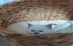 Ragdoll cats for sale: Stunning Ragdoll kittens  - Image 26