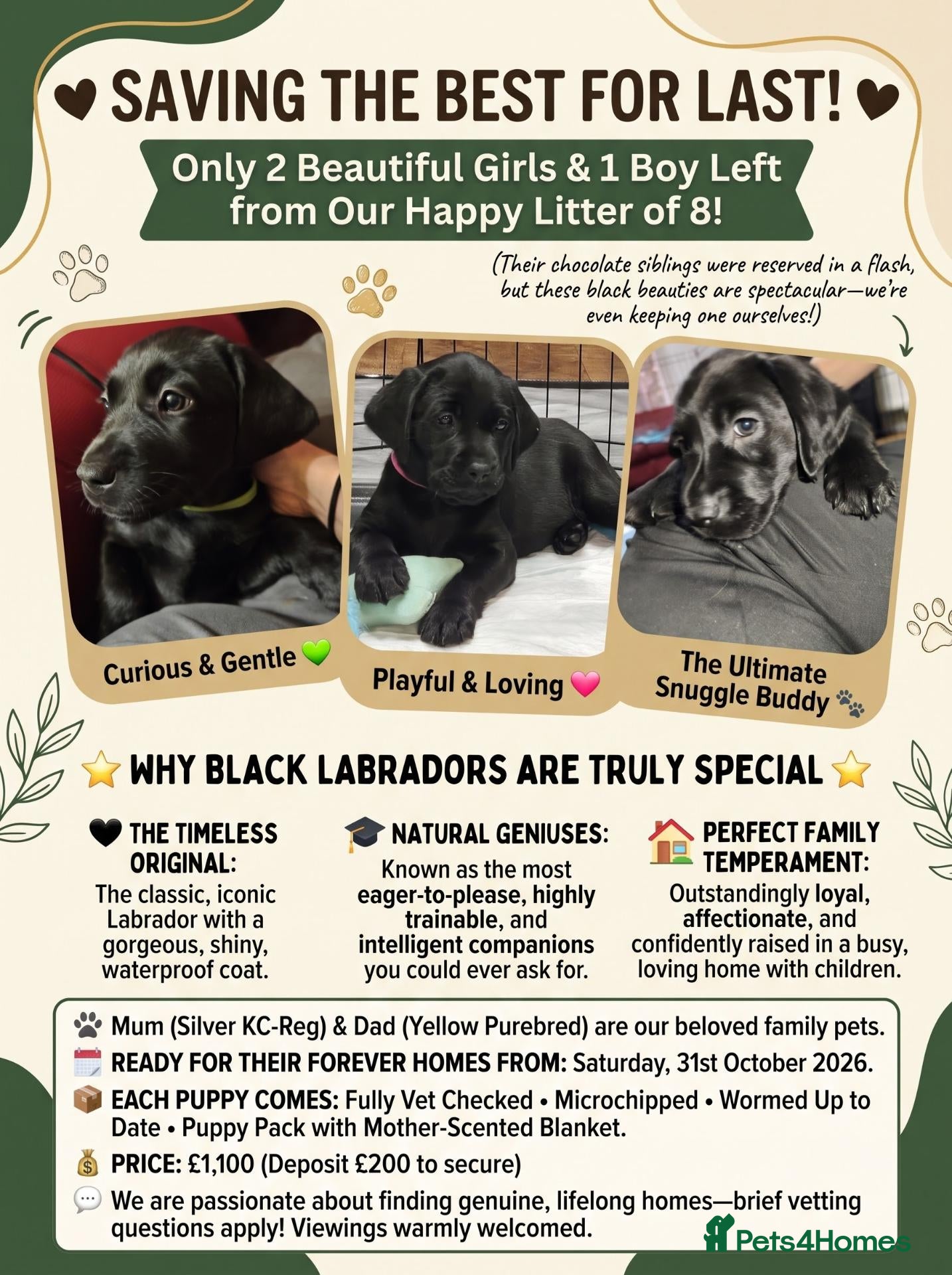 Labrador Retriever dogs Labrador Puppies Black & Chocolate Ready 31st Oct - Advert 10