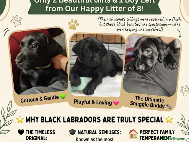 Labrador Retriever dogs Stunning Labrador Puppies only 3 black left - Advert 18