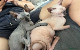 Sphynx cats for sale: Dark grey canadian sphynx boy for sale  - Image 4