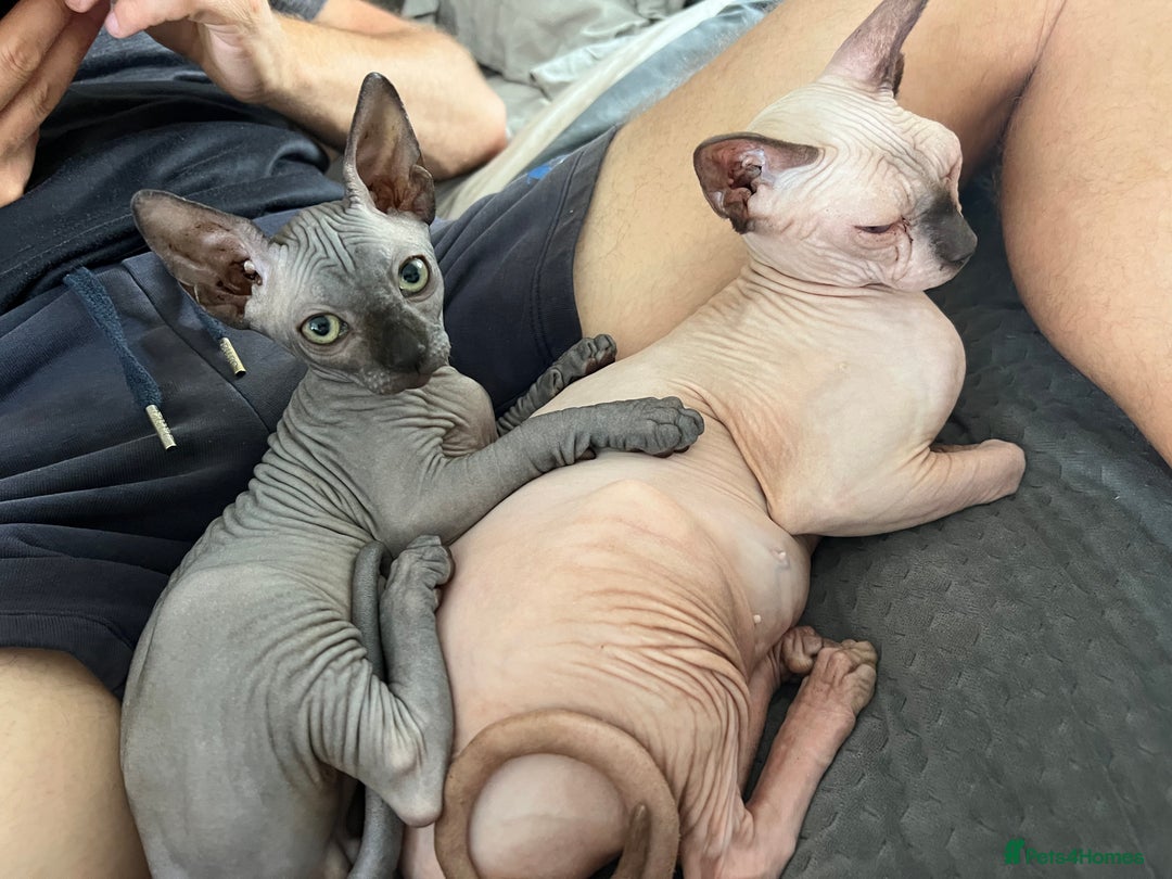 Sphynx cats for sale: Dark grey canadian sphynx boy for sale  - Image 4