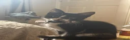 Mixed Breed cats for sale: Kitten rehoming  - Advert 8