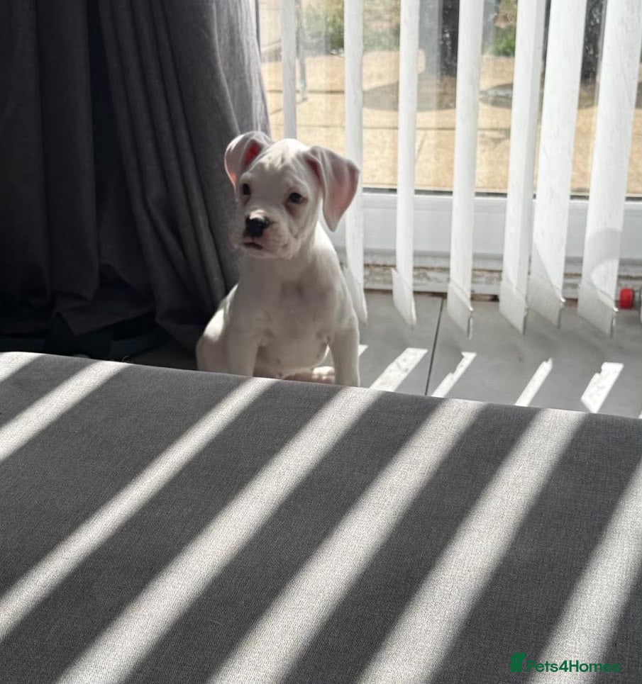 Boxer dogs boxer puppies for sale ***READY TO LEAVE NOW*** - Advert 3