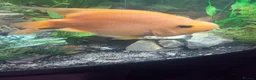 Other/Mixed Breed fish for sale: 1 pair of parrot fish 1 pair of jack dempsey  - Advert 1
