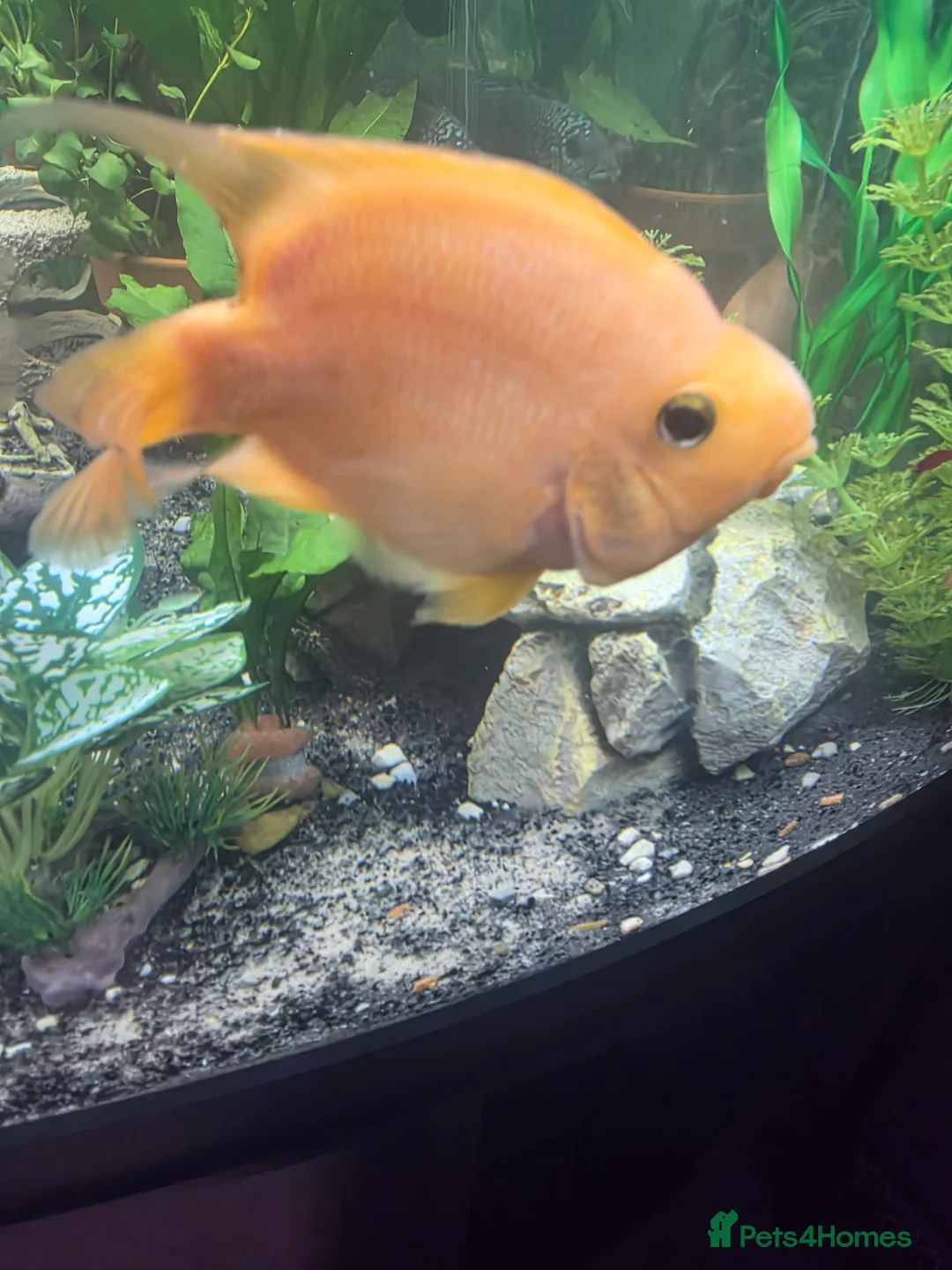 Other/Mixed Breed fish for sale: 1 pair of parrot fish 1 pair of jack dempsey  - Advert 1