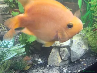 Other/Mixed Breed fish 1 pair of parrot fish 1 pair of jack dempsey - Advert 14