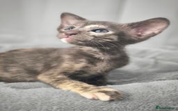 Oriental cats for sale: Oriental and Siamese Gccf registered kittens. - Image 1