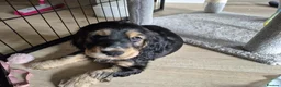 Cocker Spaniel dogs for sale: ​Gorgeous Cocker Spaniel Puppies Sna health tested - Advert 33